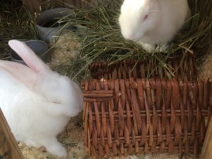 Two small white rabbits with a woven basket and green hay